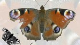 From the chrysalis...