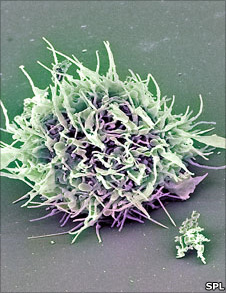 Stem cell