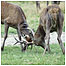 Red Deer